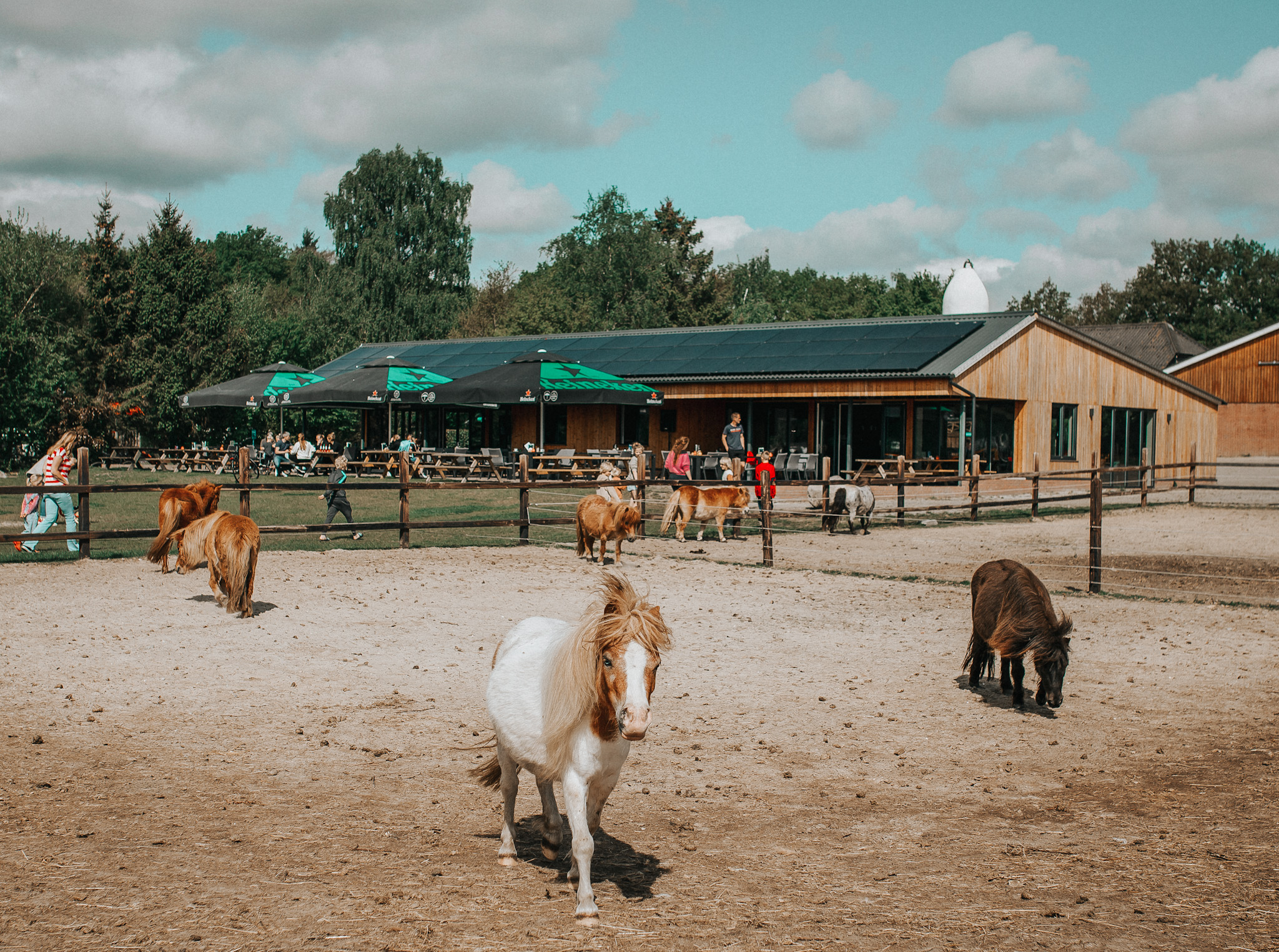 Met uitzicht op de paarden